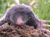 voie plus haute (Jean-Claude Valin)