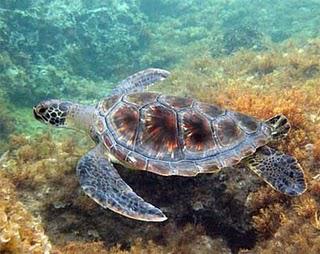 Pour ou contre une ferme d'élevage de tortues en Polynésie?