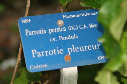 parrotia persica pend étiq arbofolia 9 oct 2010 113.jpg