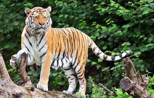 Un accord international pour la sauvegarde du Tigre !