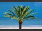 Situé sur la Promenade de la mer, à Menton, ce palmier donne à l’endroit des airs de plage exotique.