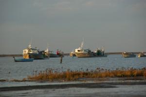 Quand les huitres se meurent…