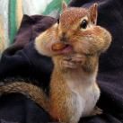 thumbs droles d animaux 032 Animaux Droles du Jour (37 photos)