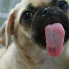 thumbs droles d animaux 002 Animaux Droles du Jour (37 photos)