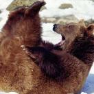 thumbs droles d animaux 024 Animaux Droles du Jour (37 photos)