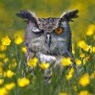 thumbs droles d animaux 026 Animaux Droles du Jour (37 photos)