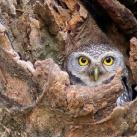 thumbs droles d animaux 005 Animaux Droles du Jour (37 photos)