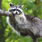 thumbs droles d animaux 009 Animaux Droles du Jour (37 photos)