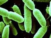 Probiotiques bactéries santé promettent ventre plat