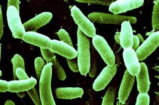 Probiotiques : ces bactéries santé qui promettent un ventre plat