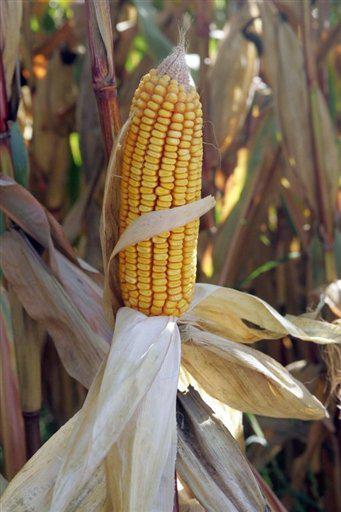 maïs OGM