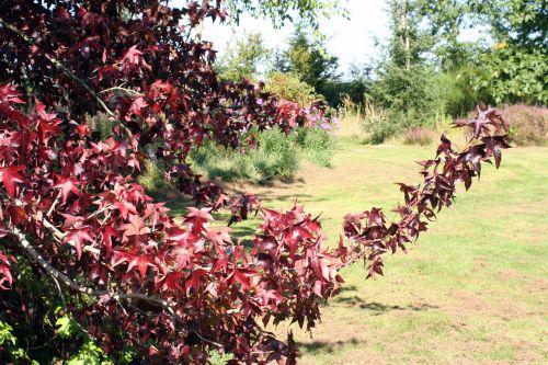 liquidambar sty gb 16 septembre 050.jpg