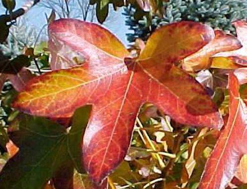 liquidambar sty feuille 2.jpg