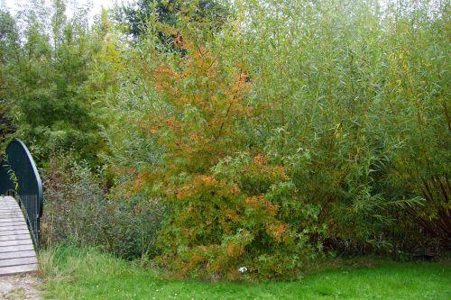 liquidambar ori marnay 25 sept 2008 076.jpg
