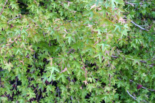 liquidambar ori feuillage marnay 18 sept 2010 143.jpg