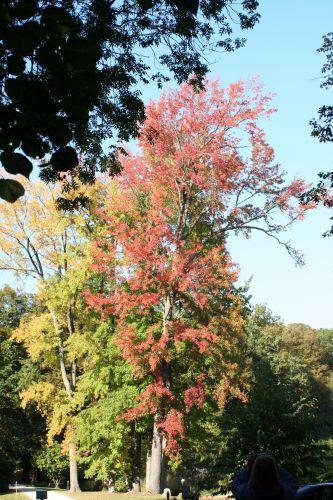 liquidambar sty segrez 7 oct 004.jpg