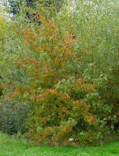 liquidambar ori vert orange marnay 25 sept 2008 076.jpg