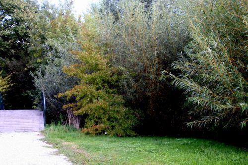 liquidambar ori marnay 18 sept 2010 140.jpg