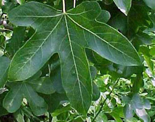 liquidambar sty feuille.jpg