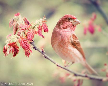 sm_purple_finch_1