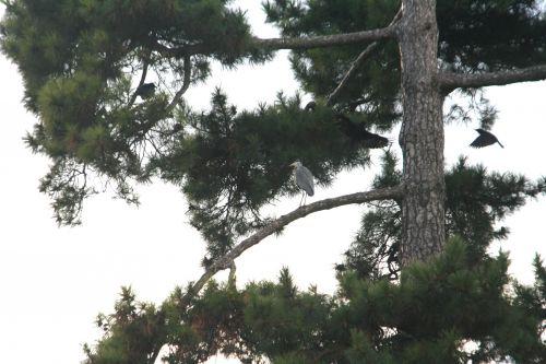 héron pin corneilles paris 27 nov 2010 139.jpg
