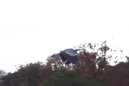 héron vol paris 27 nov 2010 137.jpg