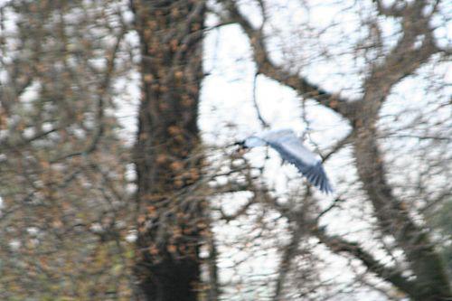 héron vol paris 27 nov 2010 ppp 138.jpg