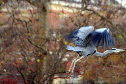 héron vol paris 27 nov 2010 134.jpg