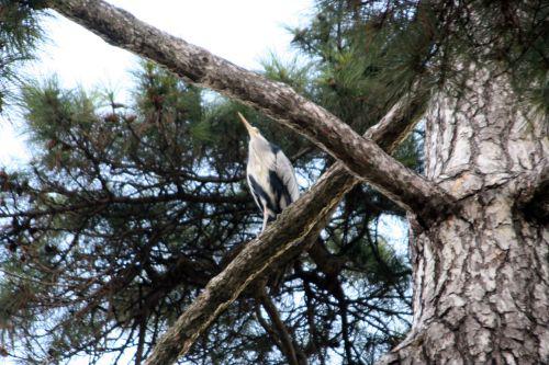 héron pin paris 27 nov 2010 147.jpg