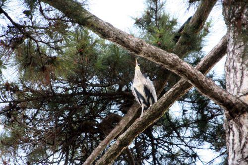 héron pin paris 27 nov 2010 146.jpg
