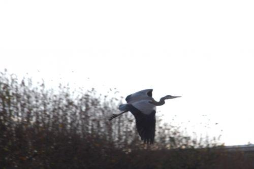 héron vol paris 27 nov 2010 136.jpg