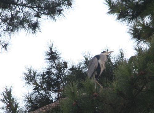 héron pin paris 27 nov 2010 143.jpg