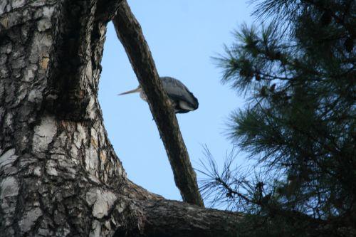 héron pin paris 27 nov 2010 150.jpg