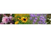 Dessiner peindre Partie marge fleurs langage