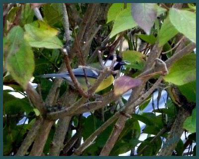 Ici, pas de neige , juste de la grêle...mais vu les tempé...