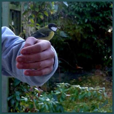 Ici, pas de neige , juste de la grêle...mais vu les tempé...