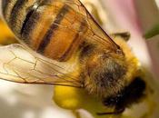 Ecologie intelligence collective abeilles hommes
