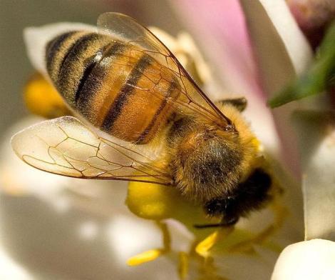 abeilles Ecologie et intelligence collective, Des abeilles et des hommes de Thanh Nghiem, à lire absolument!