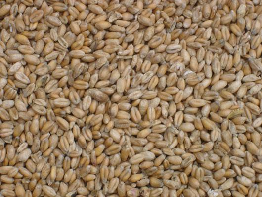 Dans les coulisses du Noël provençal