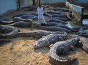 crocrocros... crocodiles...