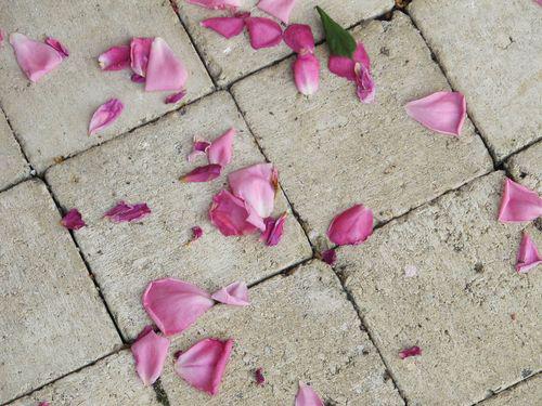 Photo Myriam 201007a