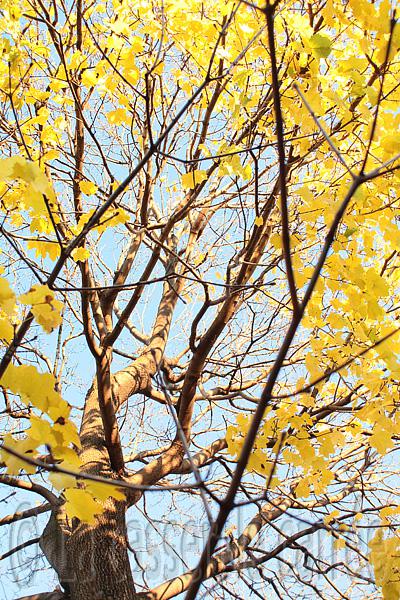 Vingt-sixième participation aux défis Daring Bakers - Crostata au citron et chocolat noir parfumé à l'expresso