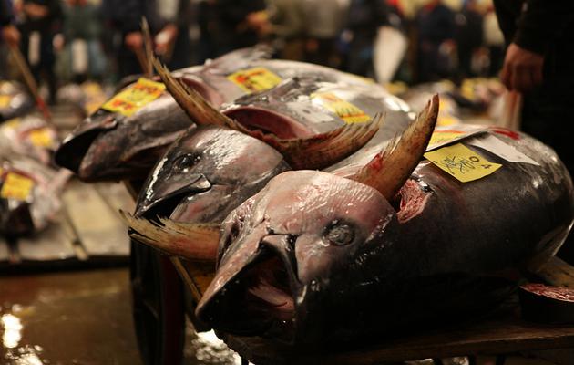 Pas de pitié pour le thon rouge !