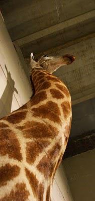 PARIS : Sophie Calle au Palais de Tokyo / Rachel, Monique