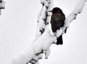 Jour neige, jour disette pour oiseaux