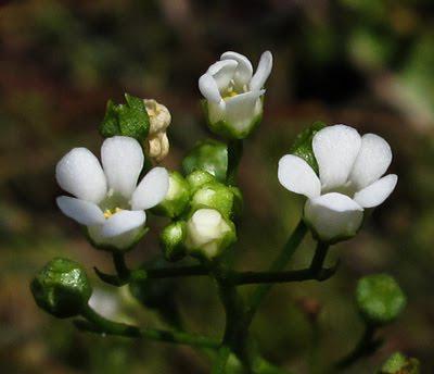 Samolus valerandi... 1600 !