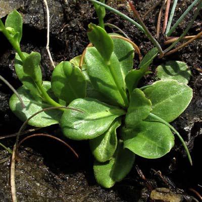 Samolus valerandi... 1600 !