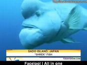 [Video] poisson shrek