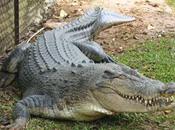 chat attaque crocodiles