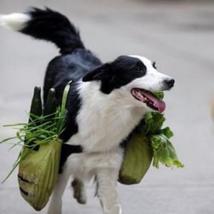 Deng Deng fait les courses